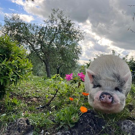 בונוקונבנטו Agriturismo Pieve Sprenna מראה חיצוני תמונה