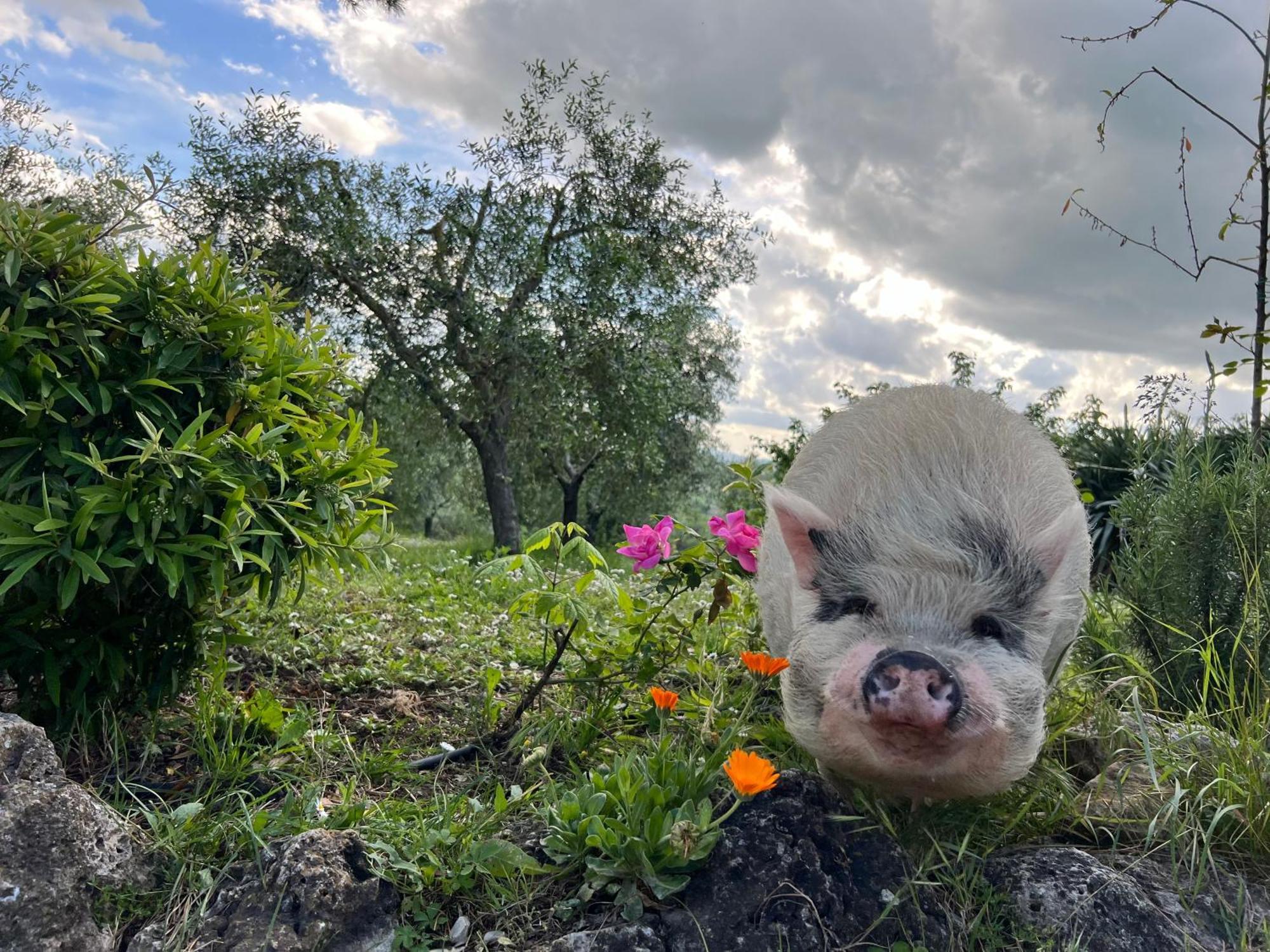 בונוקונבנטו Agriturismo Pieve Sprenna מראה חיצוני תמונה